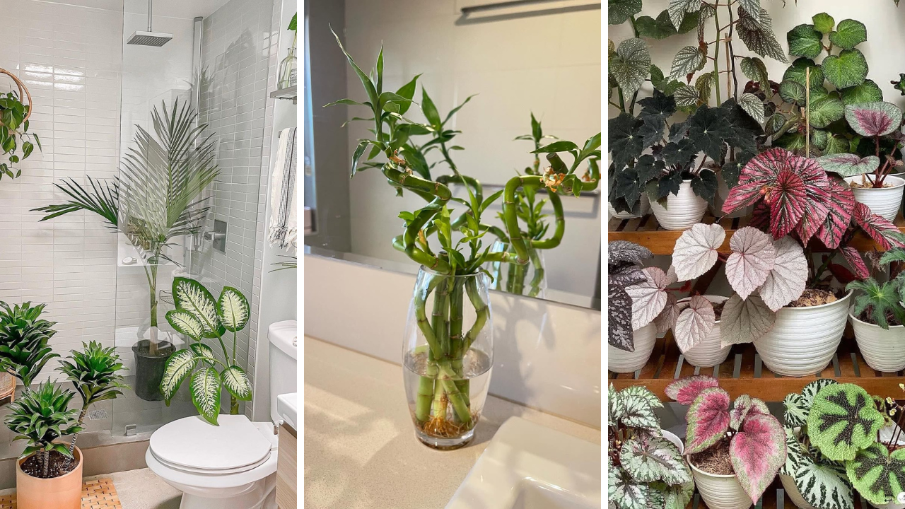 Bathroom Plants