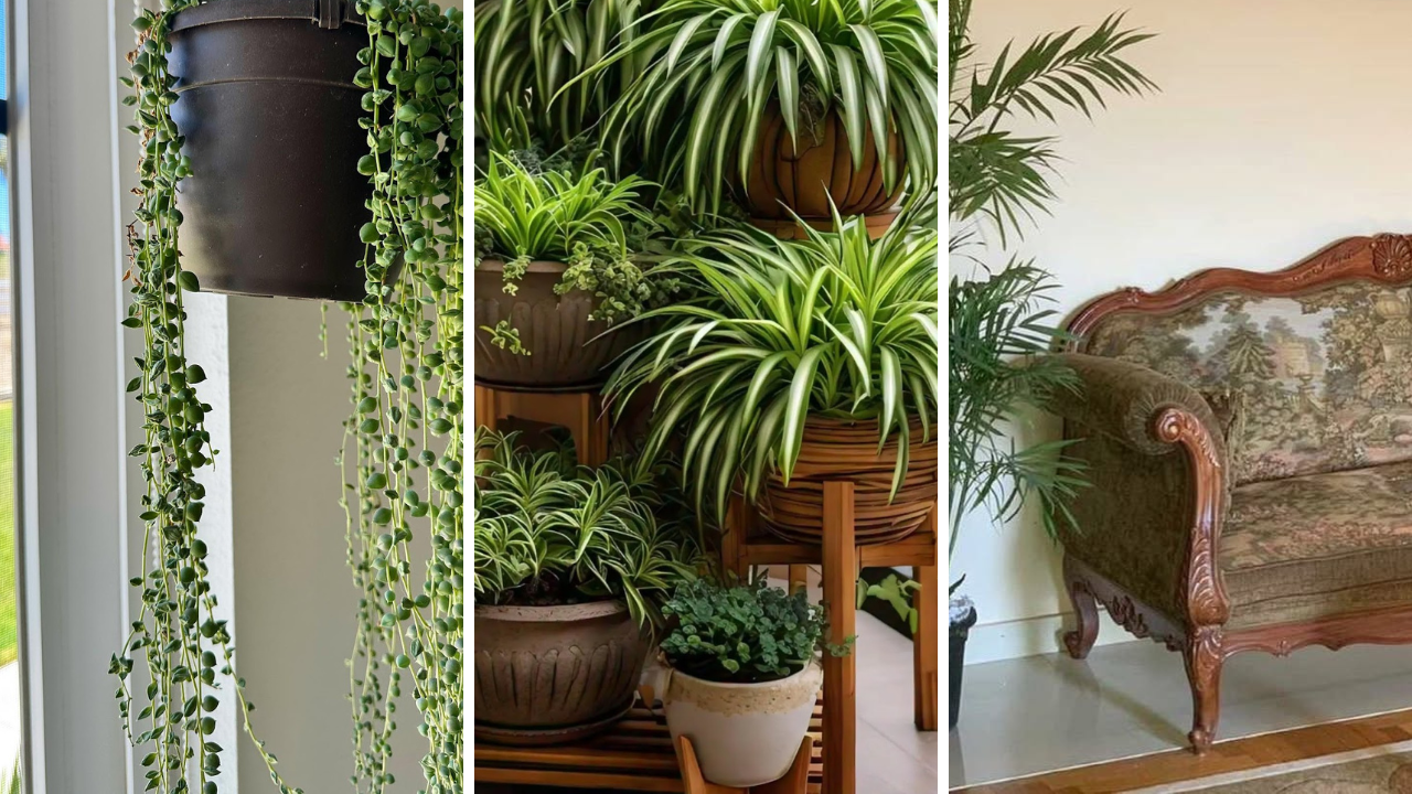 House Plant Bedroom Inspo