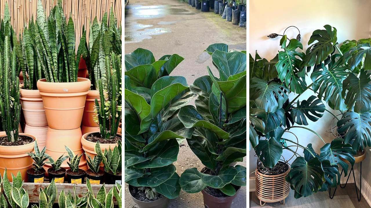 plants aesthetic ideas